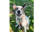 Adopt Oscar a White - with Black American Pit Bull Terrier / American