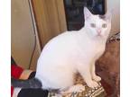 Adopt Pepsi a Spotted Tabby/Leopard Spotted Egyptian Mau cat in Manchester