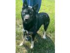 Adopt Ky a Merle German Shepherd Dog / Akita / Mixed (short coat) dog in