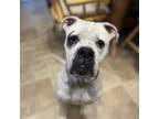 Adopt Ava a White Boxer / Mixed Breed (Medium) / Mixed (short coat) dog in