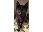 Adopt Remi a All Black Domestic Shorthair / Domestic Shorthair / Mixed cat in