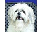 Adopt Lady Misty a Shih Tzu / Mixed dog in Fort Davis, TX (41038976)