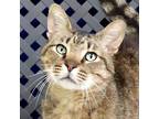 Adopt Mr. C a Domestic Shorthair / Mixed cat in Fort Davis, TX (41038972)