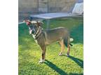 Adopt Hen' ry a Gray/Blue/Silver/Salt & Pepper Mountain Cur dog in Phoenix