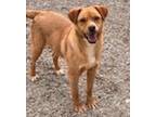 Adopt Sydney a Tan/Yellow/Fawn Australian Cattle Dog / Mixed Breed (Medium) /