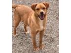 Adopt Sydney a Tan/Yellow/Fawn Australian Cattle Dog / Mixed dog in Salt Lake