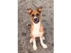 Adopt Ezra a Brown/Chocolate Australian Cattle Dog / Mixed dog in Salt Lake