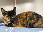 Adopt Pumpkin a All Black Domestic Shorthair / Domestic Shorthair / Mixed cat in