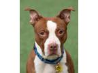 Adopt John Henry a Brown/Chocolate American Pit Bull Terrier / Mixed dog in