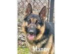 Adopt Manny a Black - with Tan, Yellow or Fawn German Shepherd Dog / Mixed dog