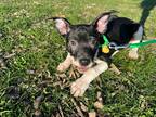 Adopt Pibb Xtra a Black - with White Mixed Breed (Medium) dog in New York