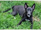 Adopt Cherry a Australian Shepherd dog in Raleigh, NC (40632413)