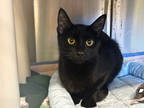 Adopt Angel a All Black Domestic Shorthair / Domestic Shorthair / Mixed cat in