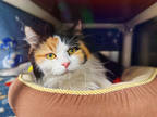 Adopt Bella a White Domestic Mediumhair / Domestic Shorthair / Mixed cat in