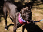 Adopt Benji a Black Mixed Breed (Medium) / Mixed dog in Boone, NC (41037865)