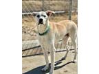 Adopt Saturn--SPONSORED ADOPTION FEE a White Mixed Breed (Large) / Mixed dog in