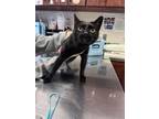 Adopt Bluegill a All Black Domestic Shorthair / Domestic Shorthair / Mixed cat