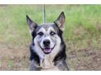 Adopt GUNNER a Gray/Silver/Salt & Pepper - with Black Siberian Husky / Mixed dog