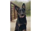 Adopt Nellie a Black - with Tan, Yellow or Fawn German Shepherd Dog / Mixed dog