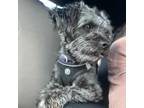 Adopt Hodge a Mixed Breed (Medium) / Mixed dog in Vail, AZ (40840828)