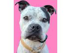 Adopt Rocco a Merle Staffordshire Bull Terrier / Mixed dog in Los Angeles
