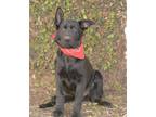 Adopt Rubble a Black German Shepherd Dog / Mixed dog in Dana Point