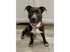 Adopt Jordy a Brown/Chocolate - with White American Pit Bull Terrier / American