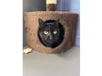 Adopt Osbourne a All Black Domestic Shorthair / Domestic Shorthair / Mixed cat