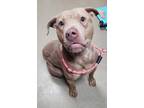 Adopt Don a Brown/Chocolate American Pit Bull Terrier / Mixed dog in