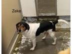 Adopt Zeke a White Beagle / Mixed dog in Newport, KY (41037009)
