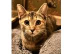 Adopt Fala a Gray, Blue or Silver Tabby Domestic Shorthair cat in Wake Forest