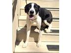 Adopt Bean a Black Labrador Retriever / Hound (Unknown Type) / Mixed dog in