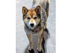 Adopt Miep a Brown/Chocolate - with Black Shiba Inu / Mixed dog in Rochester