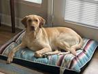 Adopt Percy--WHAT A LAB! a Tan/Yellow/Fawn - with White Labrador Retriever /