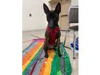 Adopt Xena a Black Dutch Shepherd / Mixed (short coat) dog in Wautoma