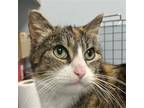 Adopt Pinoko a Calico or Dilute Calico Domestic Shorthair / Mixed cat in