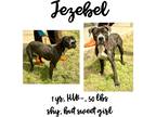 Adopt Jezebel a Mixed Breed (Medium) / Mixed dog in Albany, GA (41034199)