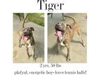 Adopt Tiger a Mixed Breed (Medium) / Mixed dog in Albany, GA (41034196)