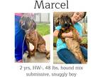 Adopt Marcel a Hound (Unknown Type) / Mixed Breed (Medium) / Mixed dog in