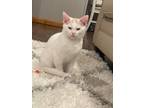Adopt Toully a White Domestic Shorthair (short coat) cat in Manhattan