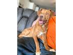 Adopt Reece Fka Flava Flav a American Pit Bull Terrier / Mixed dog in Cleveland