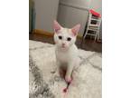 Adopt O'Malley a White Domestic Shorthair (short coat) cat in Manhattan