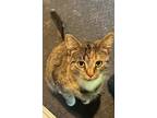 Adopt Mama Pumpkin a Spotted Tabby/Leopard Spotted Domestic Shorthair (short