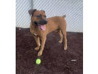 Adopt Anheiser a Brown/Chocolate Boxer / Mixed Breed (Medium) / Mixed (short