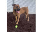 Adopt Anheiser a Brown/Chocolate Boxer / Mixed dog in Paducah, KY (41002971)