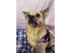 Adopt Little Girl a Tan/Yellow/Fawn Mixed Breed (Small) / Mixed dog in Leander