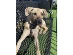 Adopt Vance a Mountain Cur dog in New York, NY (41036123)