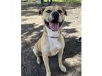 Adopt MYLA a Tan/Yellow/Fawn Mixed Breed (Medium) / Mixed dog in Fernandina