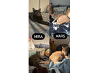 Adopt Mira a Gray or Blue Domestic Shorthair / Domestic Shorthair / Mixed cat in
