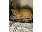 Adopt Wheeler a Orange or Red Domestic Shorthair / Domestic Shorthair / Mixed
